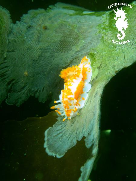 Orange-Clubbed Nudibranch