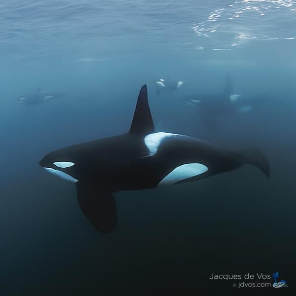 Orca Pod - Norway