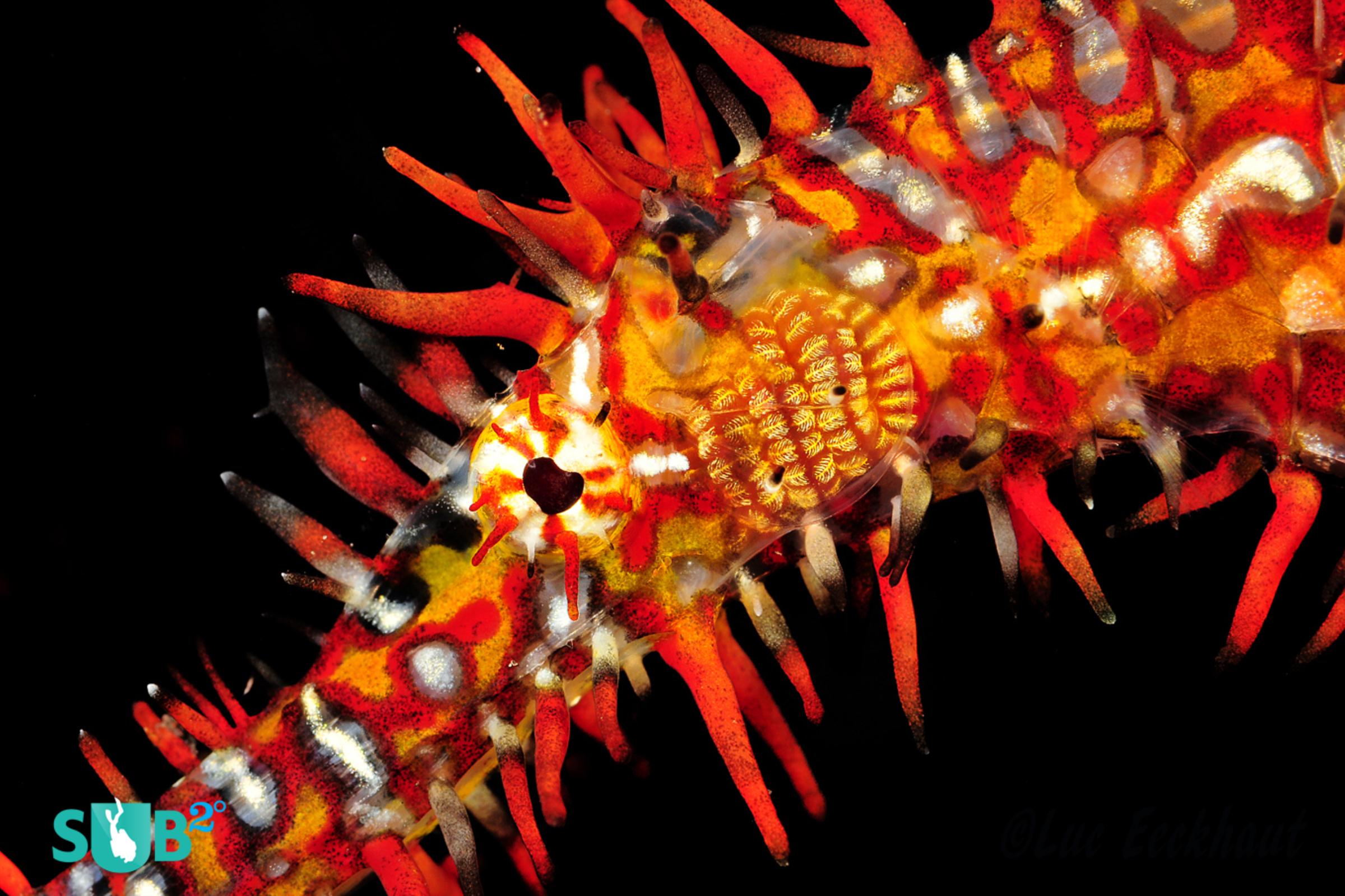 Close up of the head of an Ornate Ghost pipefish