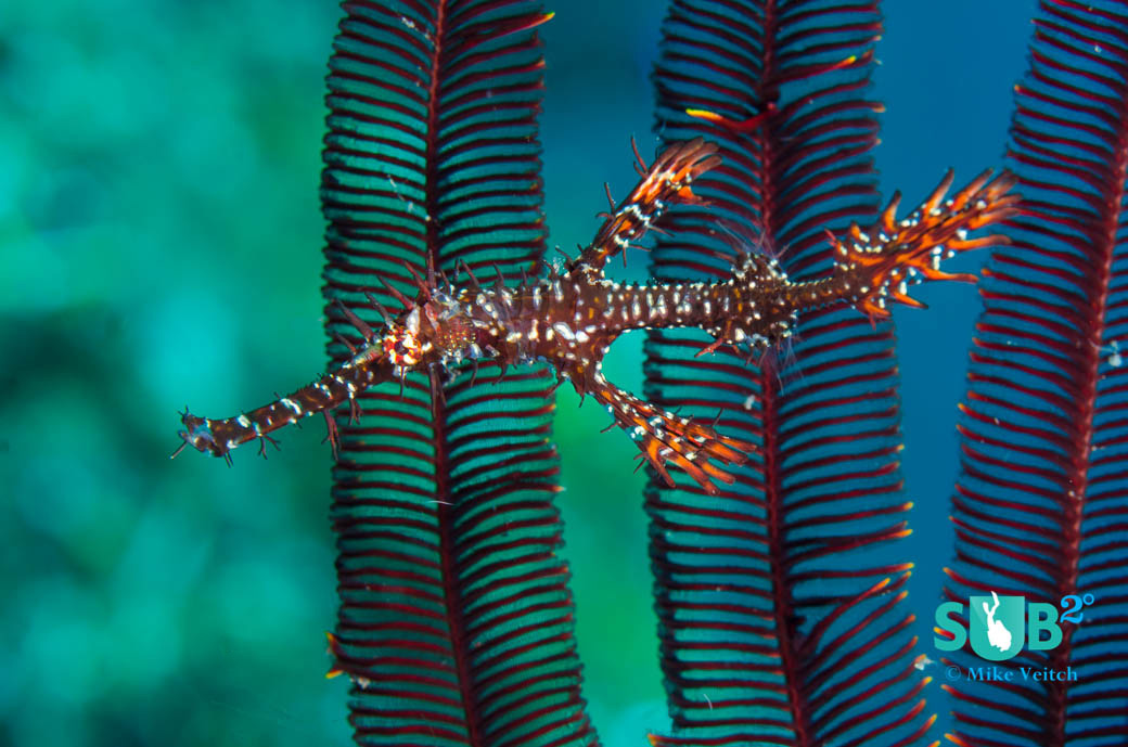 Ornate ghost pipefish like to hide among the arms of crinoids to avoid potential predators.