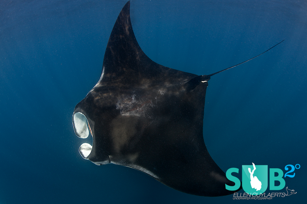 Mantas can be seen while snorkeling with whale sharks, so don't forget to look down.