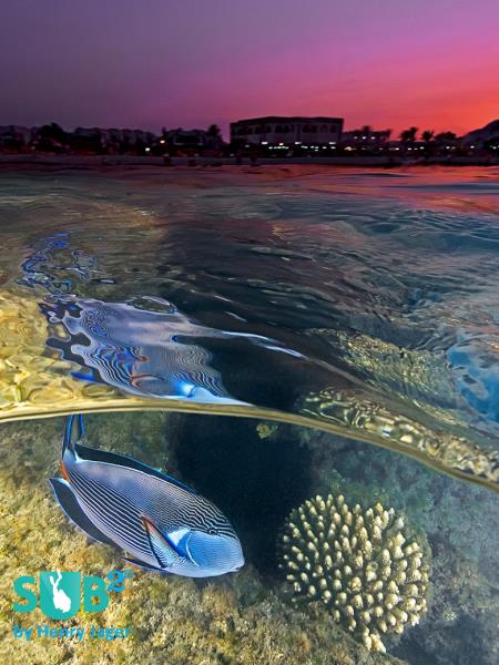 Over/Under Sunset with Doctorfish