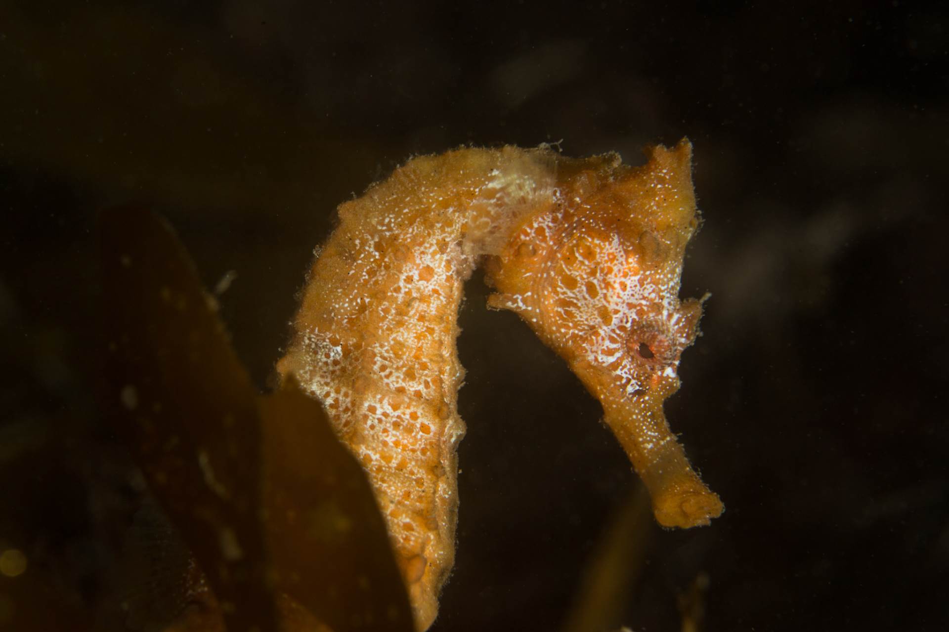 Pacific Seahorse are one of the largest in the world and can be up to 12 inches long!