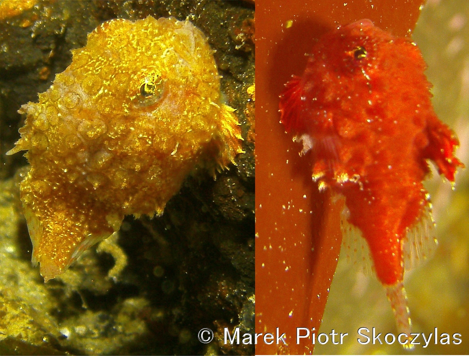 I recently started publishing on-line my over 44 thousand picture database of Puget Sound Critters organized by Species. The work has just begun. Flatfish & Rockfish part is completed plus some selected critters like Pacific Spiny Lumpsuckers (Little Cuties) and Puget Sound King Crabs. This work will continue at least for 1 year. Estimated completion Q1 2017.
Here is the site:
https://mareksk.smugmug.com/