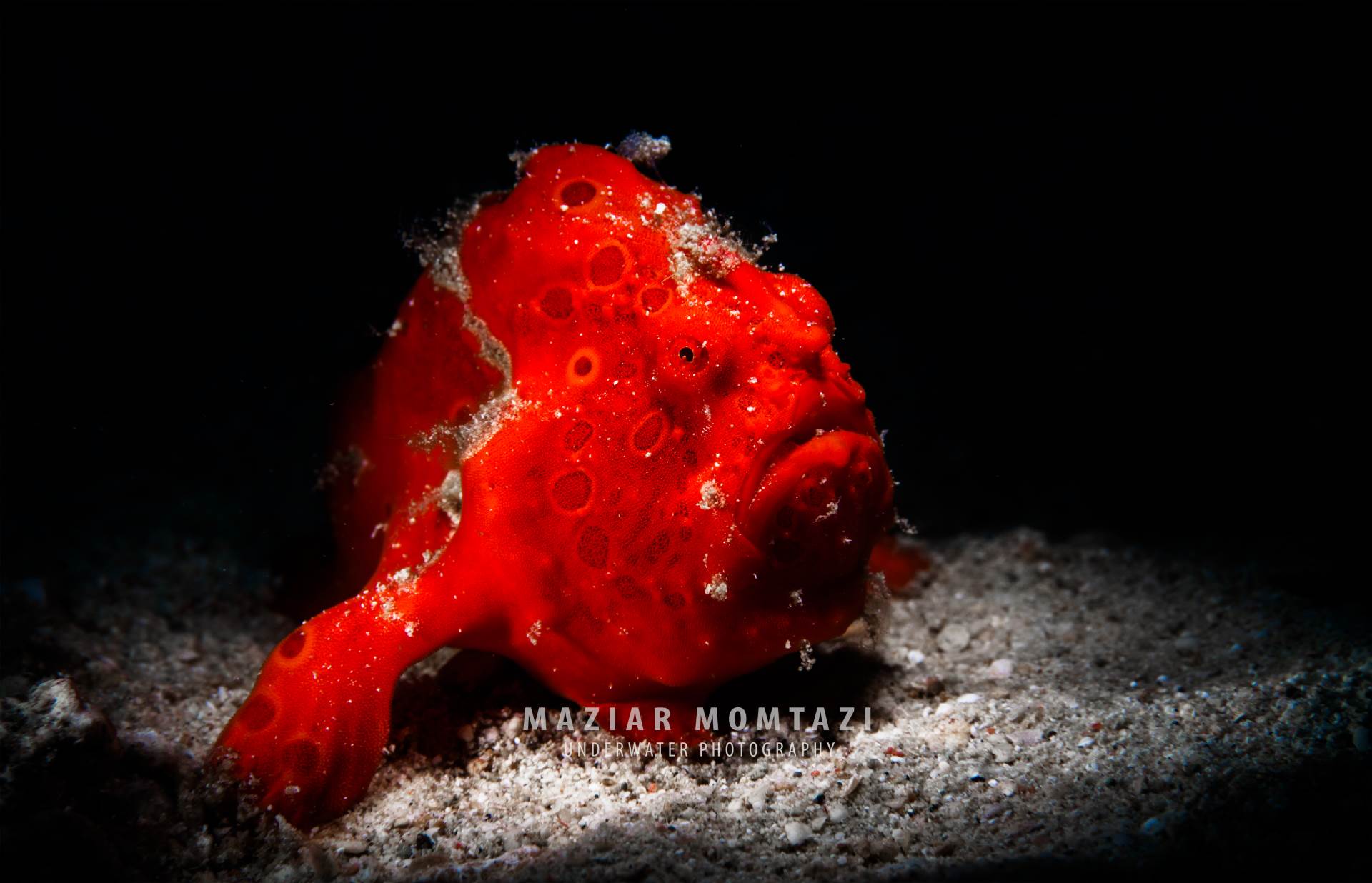 A Painted Frogfish about 7 cm long at 16 m depth.
