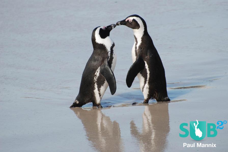 Pair of African Penguins