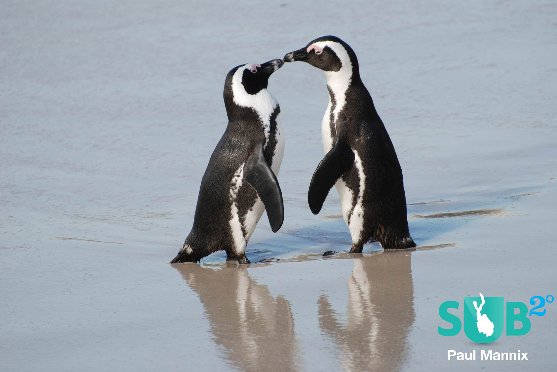 A pair of African penguins on the shoreline at Boulders Beach, South Africa