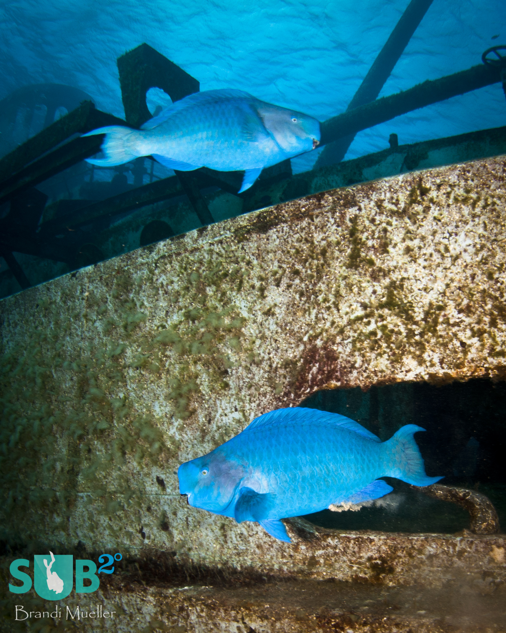 Two bright blue parrotfish cruise the deck of the USS Kittiwake, an artifically sunk wreck in the Cayman Islands.