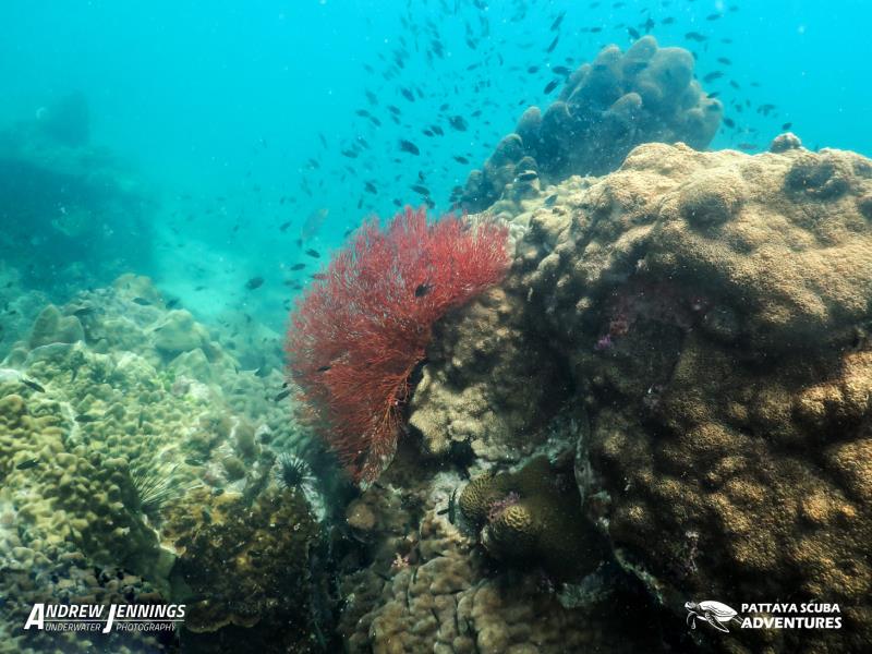 Pattaya Coral Diving