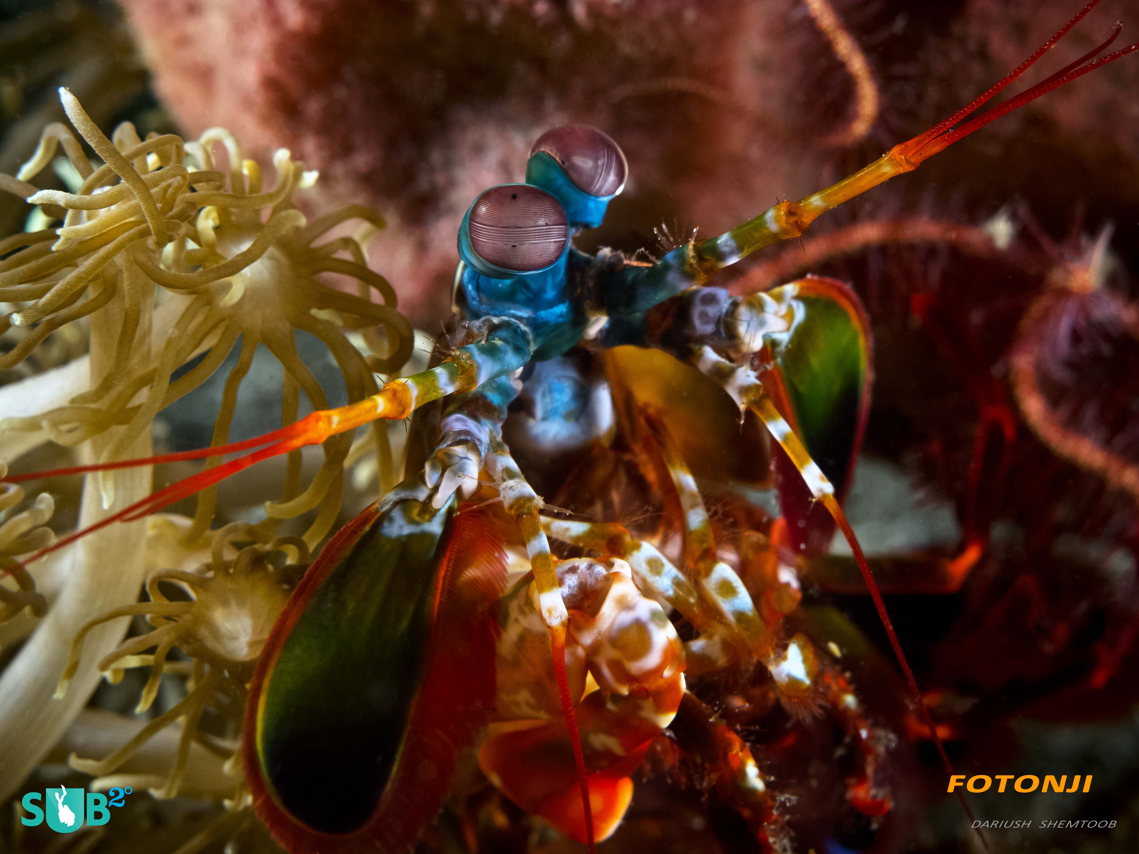 Mantis Shrimp proudly holding the record for fastest mechanical movement underwater.