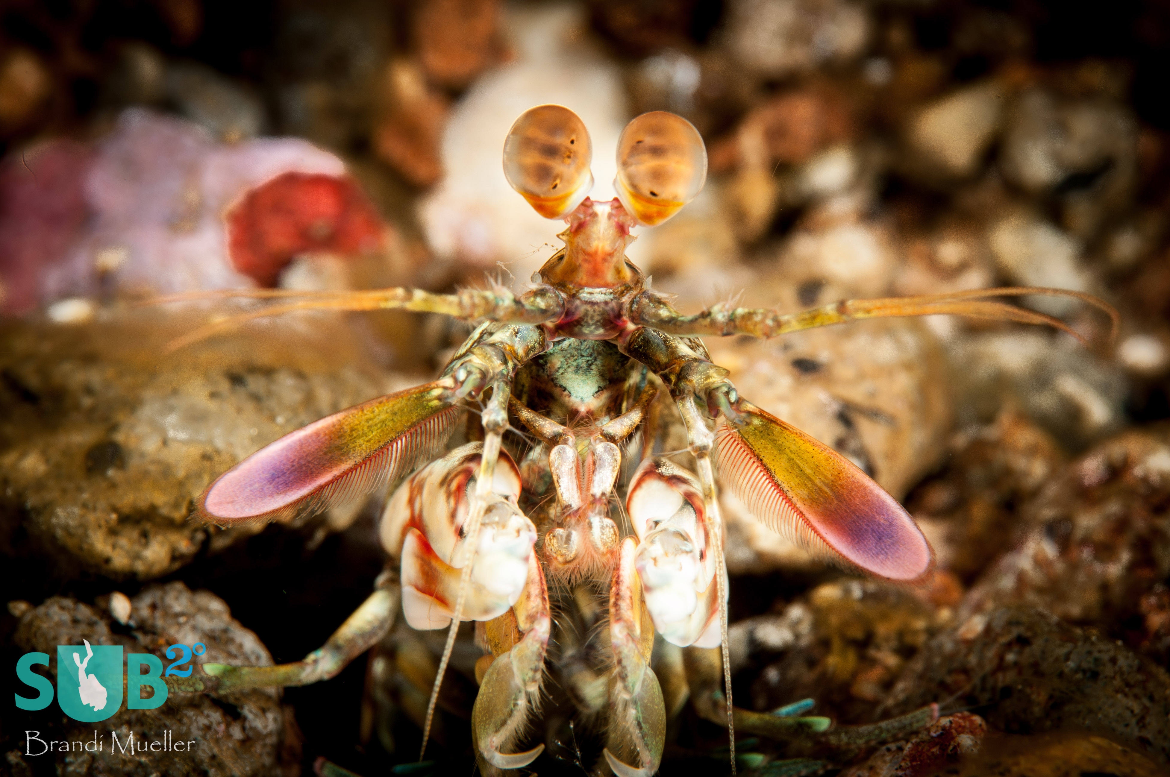 A peacock mantis shrimp peers out of its home in the sand.