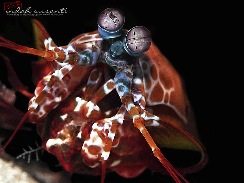 My article on Peacock Mantis Shrimp can be read here: http://indahs.com/2014/10/19/peacock-mantis-shrimp/