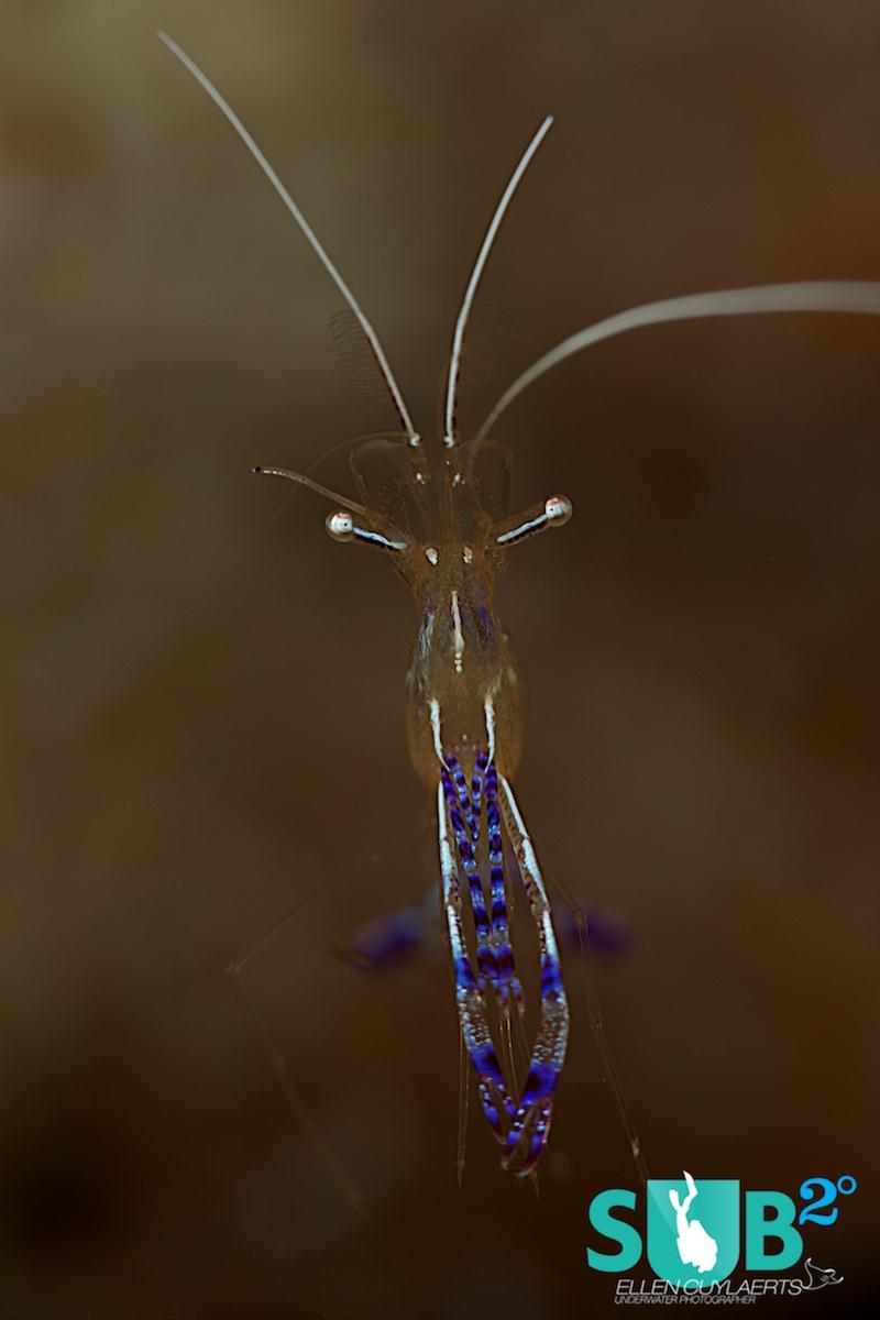 This Pederson cleaner shrimp looks like it had too much coffee