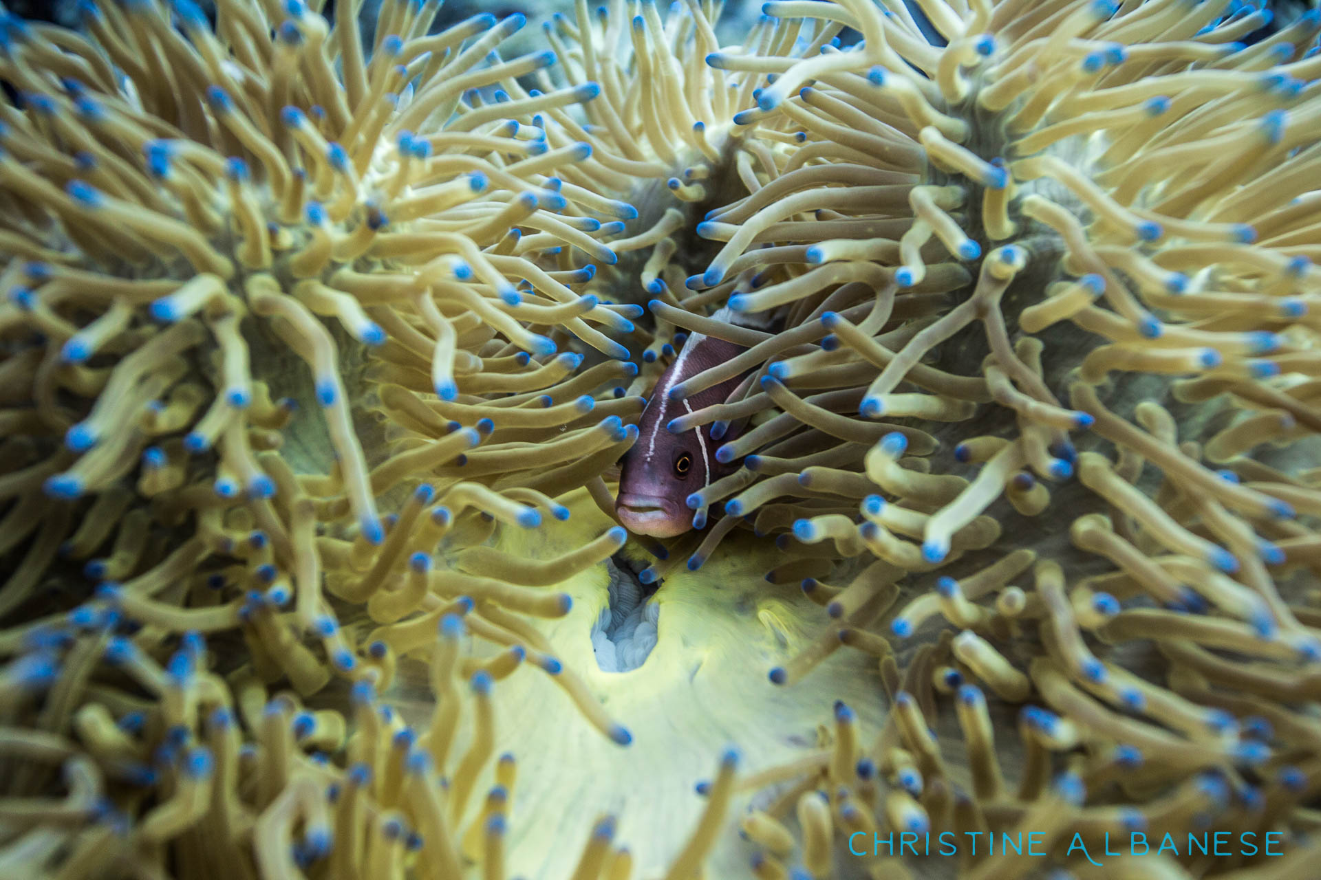 Playing Peek-a-Boo with a skunk anemone fish :)