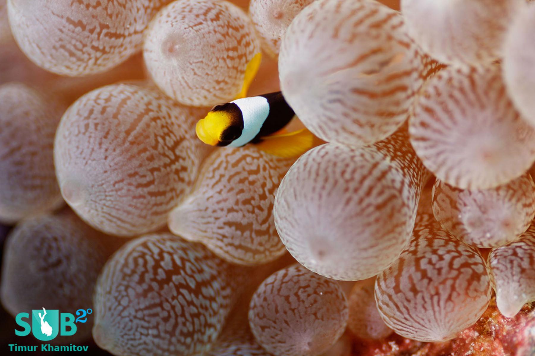 Cute little clownfish looking out at me.