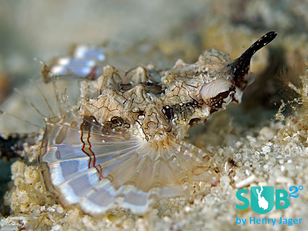 These funny little fish run over the sandy bottom like flying moth. Hence their name: Pegasus Seamoth.