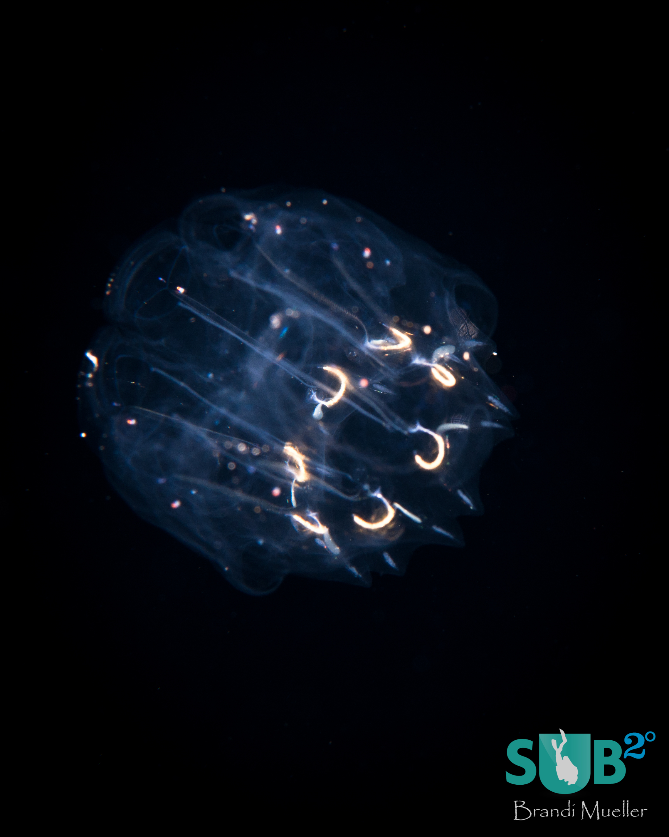 Many little known or unknown species can be seen on the Pelagic Magic night dive.