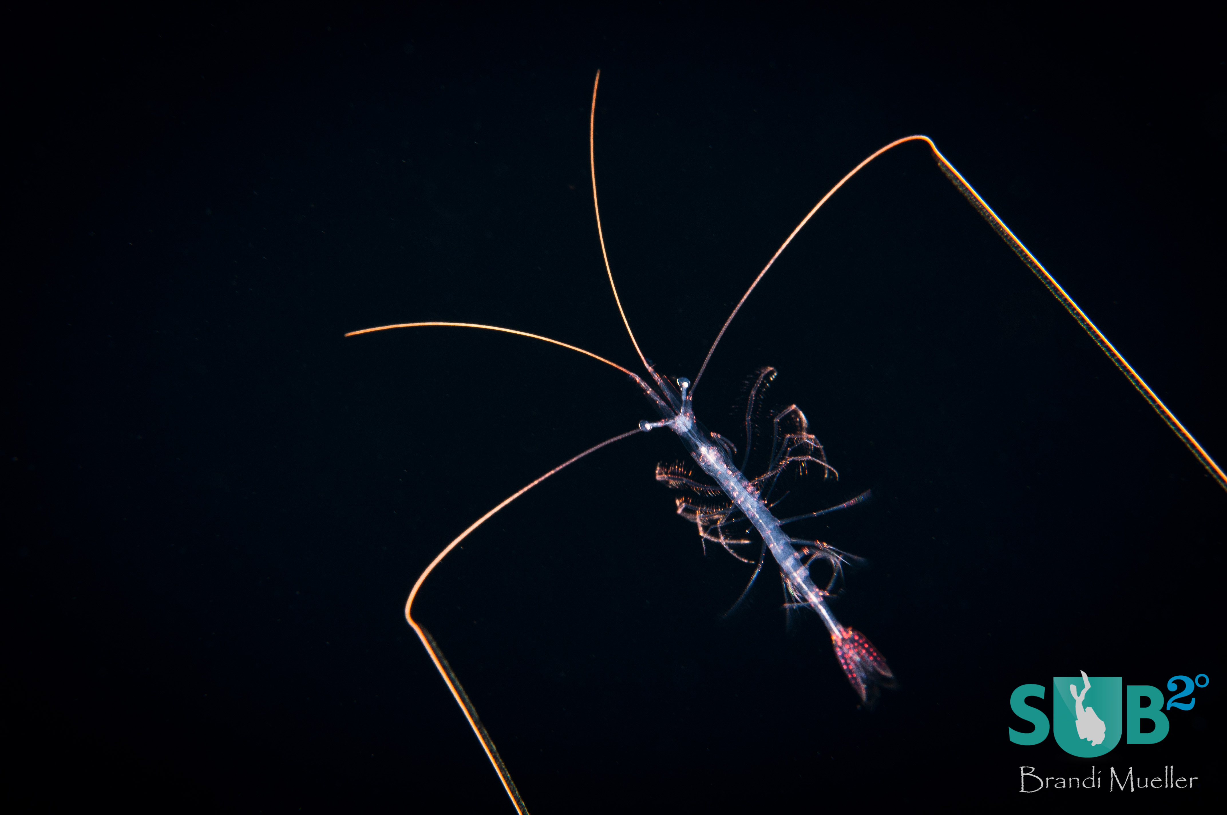 A larval shrimp on the Pelagic Magic night dive.
