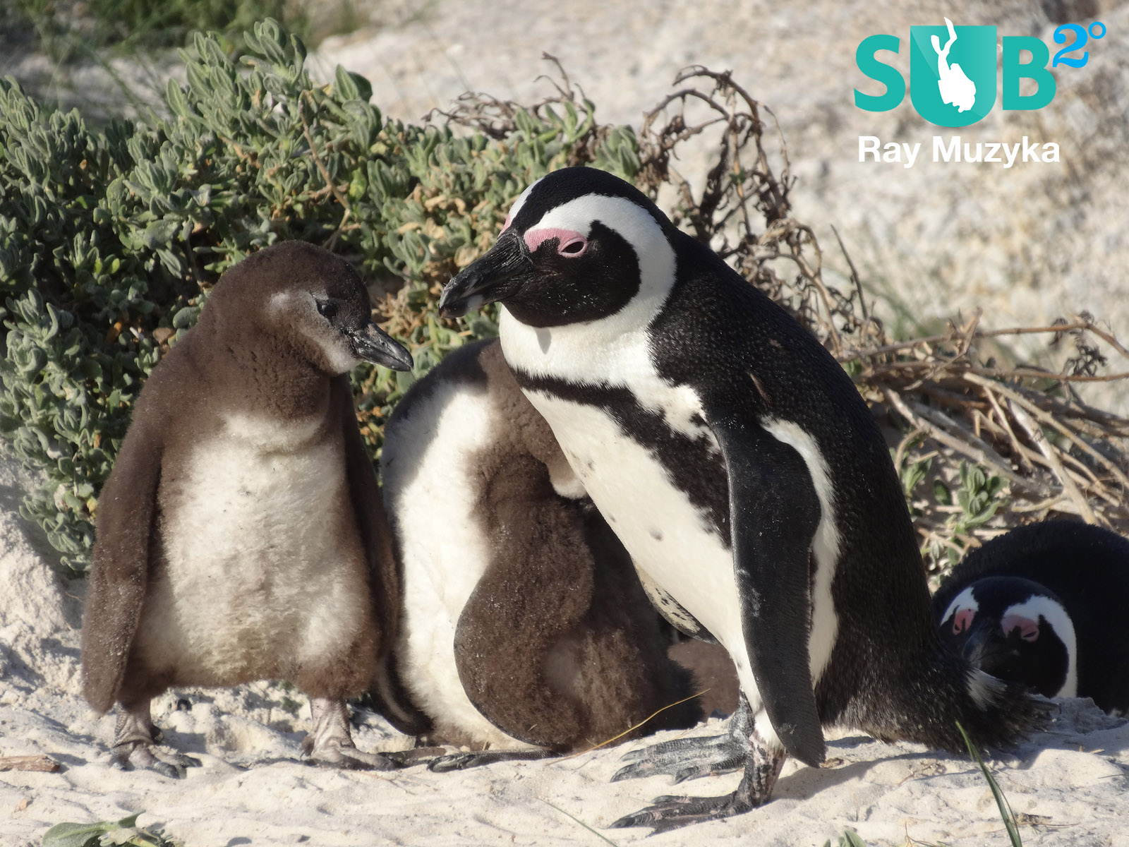 Penguin with two large chicks at nesting site in Boulders Beach, South Africa.