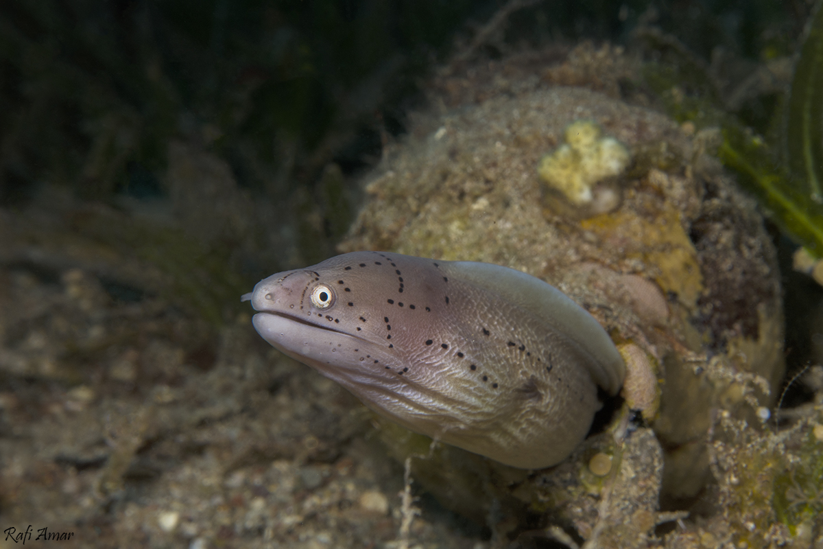 Peppered moray