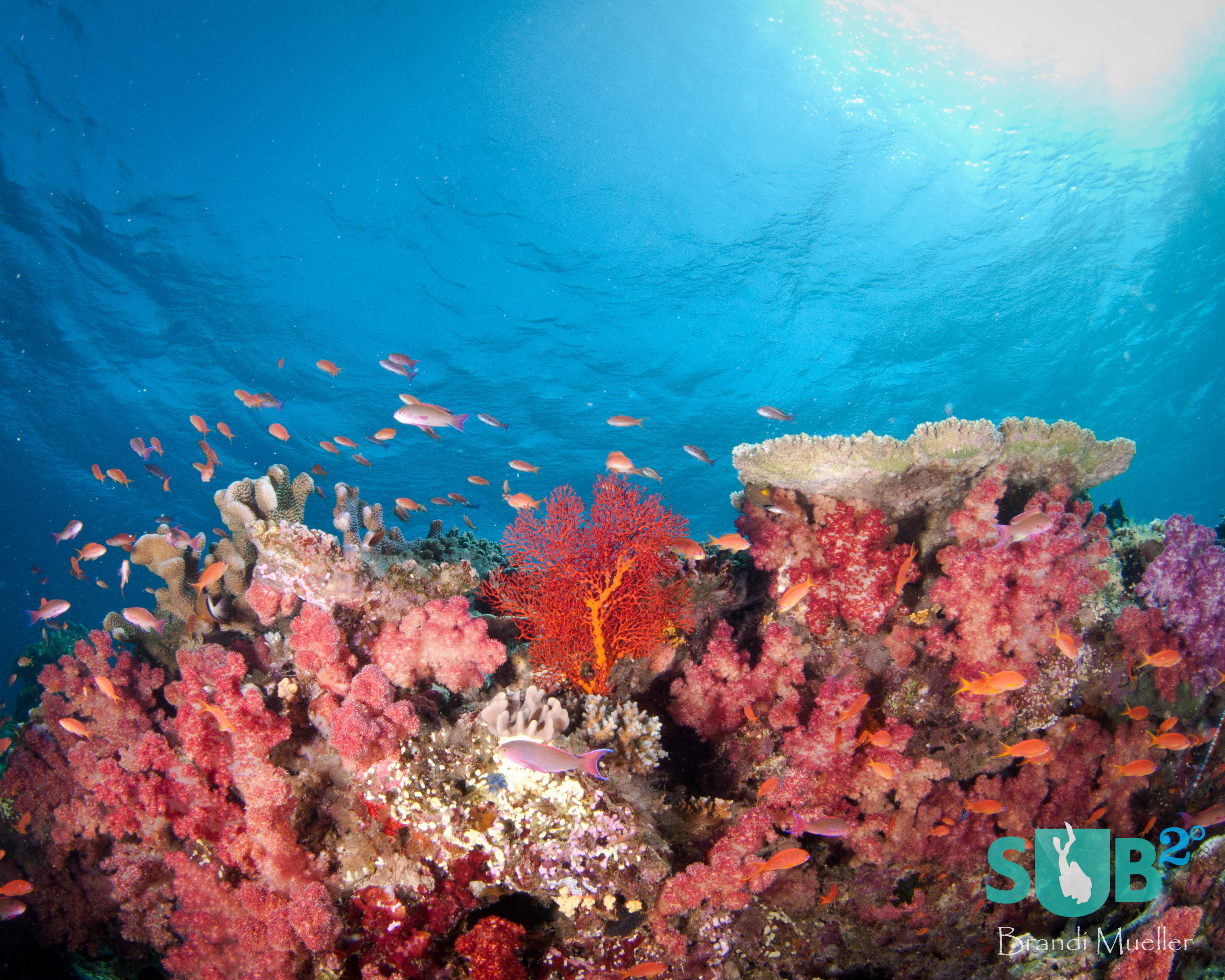 Fiji is known as the soft coral capital of the world.  Between the coral and the fish, the bright colors are endless!