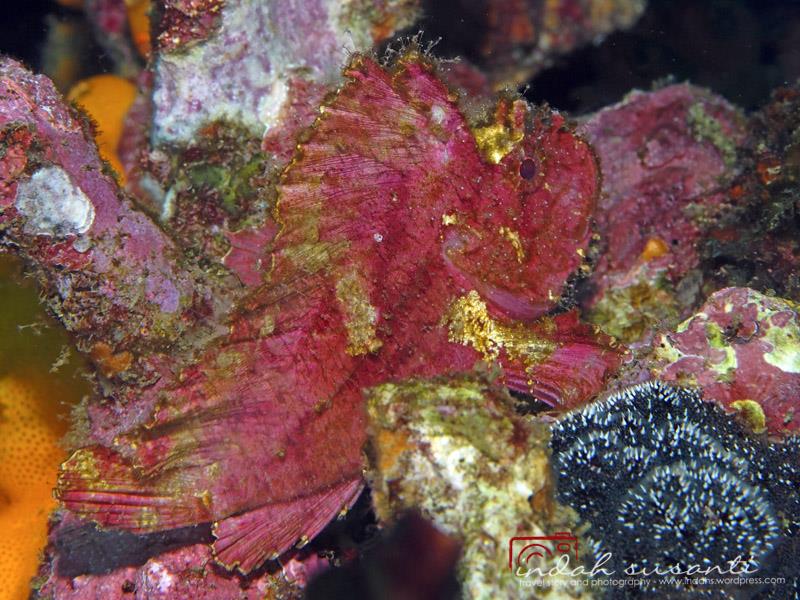 Pink Leaf Scorpionfish