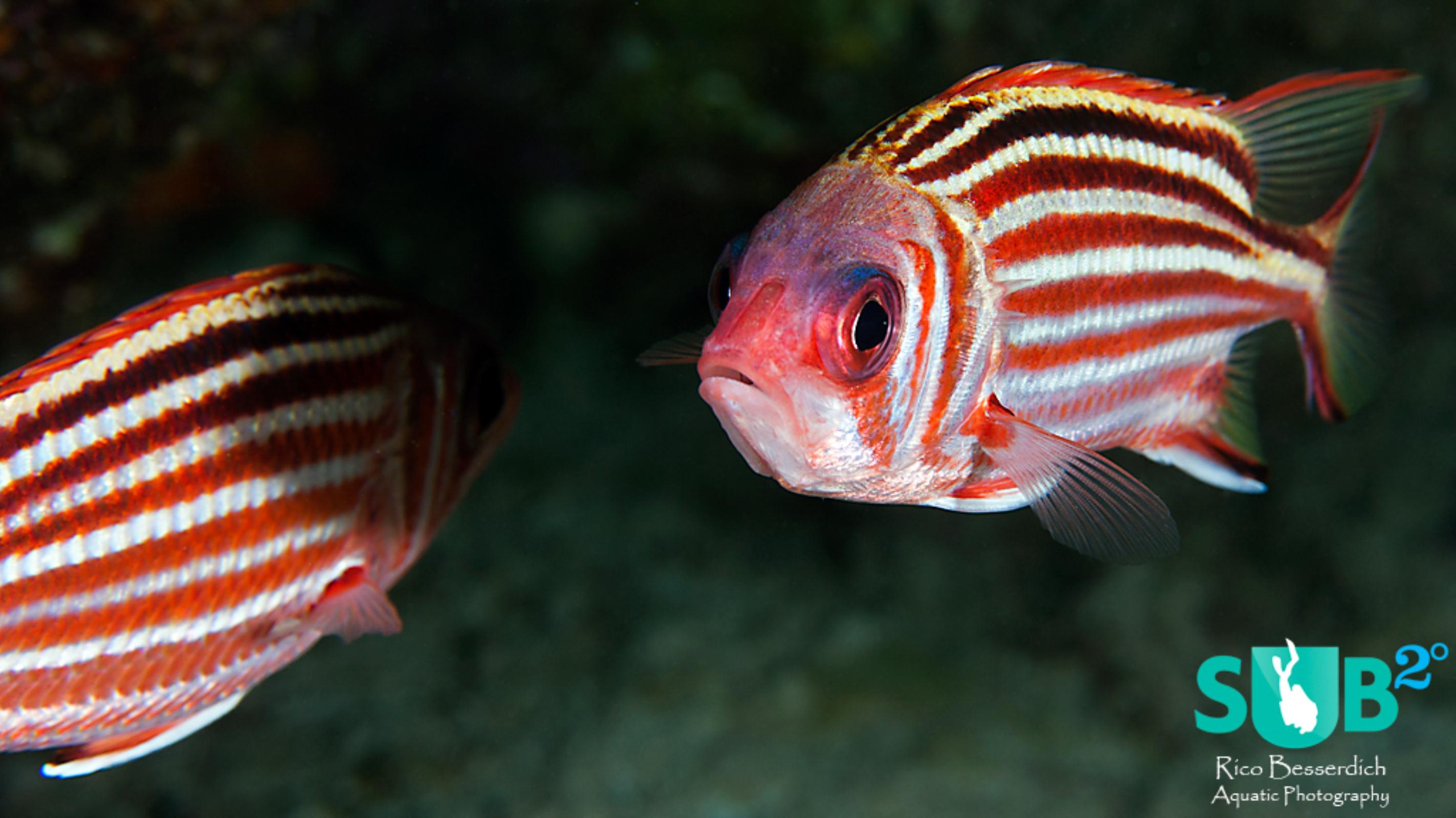One soldierfish on the run, the other is posing nicely. Which one looks better?