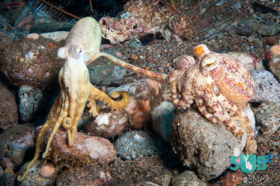 Poison Ocellate Octopus Love
