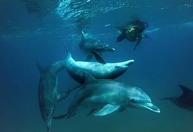 we had a amazing dive that weekend . Dolphin encounters and a school of hammerhead sharks