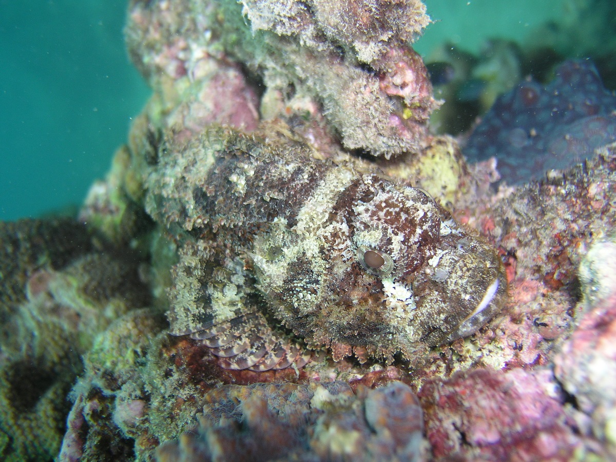 I can never tell the difference between a Stonefish or a Scorpionfish, but the tagging system makes me think this is a Bearded Scorpionfish because of it's beard. Can anyone help me identify this fish?
