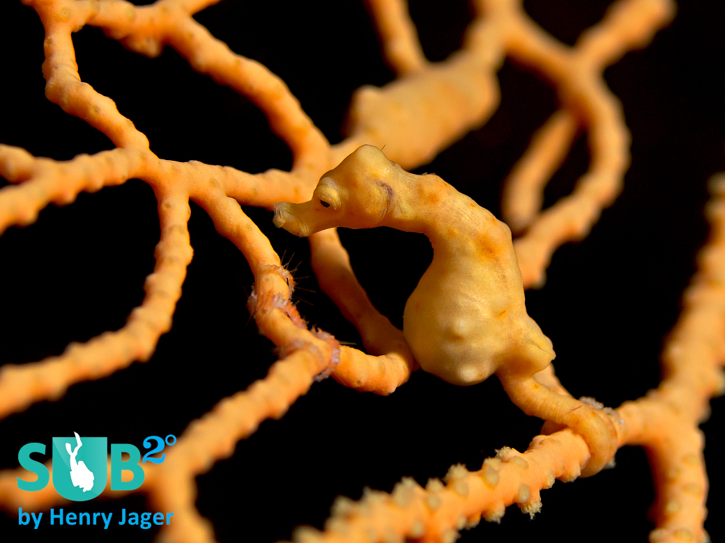 The "Gorgonian Wall" is home to many pygmy seahorses, like this pregnant Hippocampus denise.