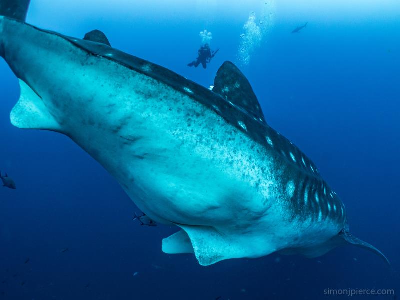 Pregnant Whale Shark in Galapagos