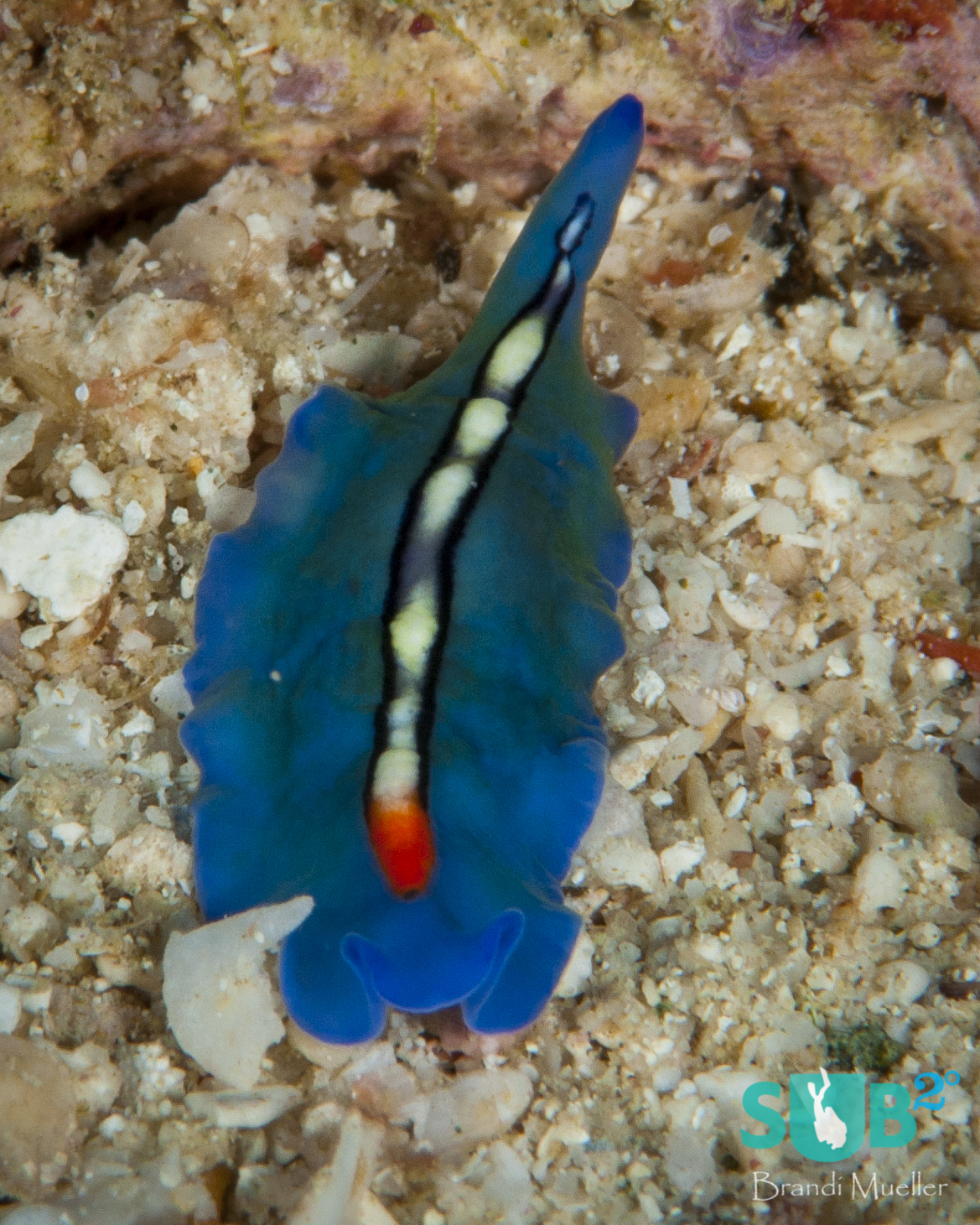 Pseudoceros bifurcus is commonly refered to as the "Racing-stripe flatworm".