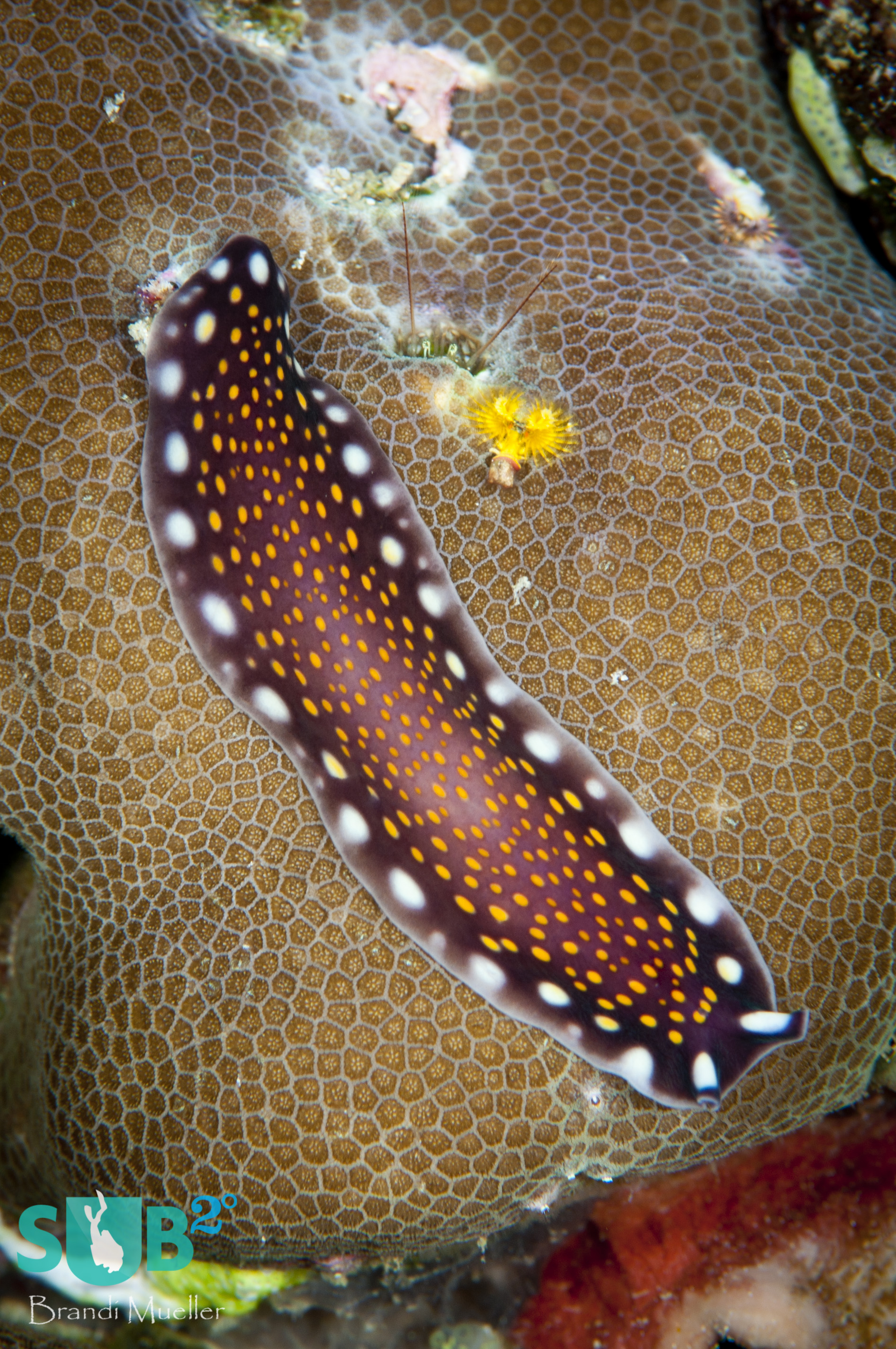 Linda's flatworm, or Pseudoceros lindae is found throughout the Indo-Pacific.