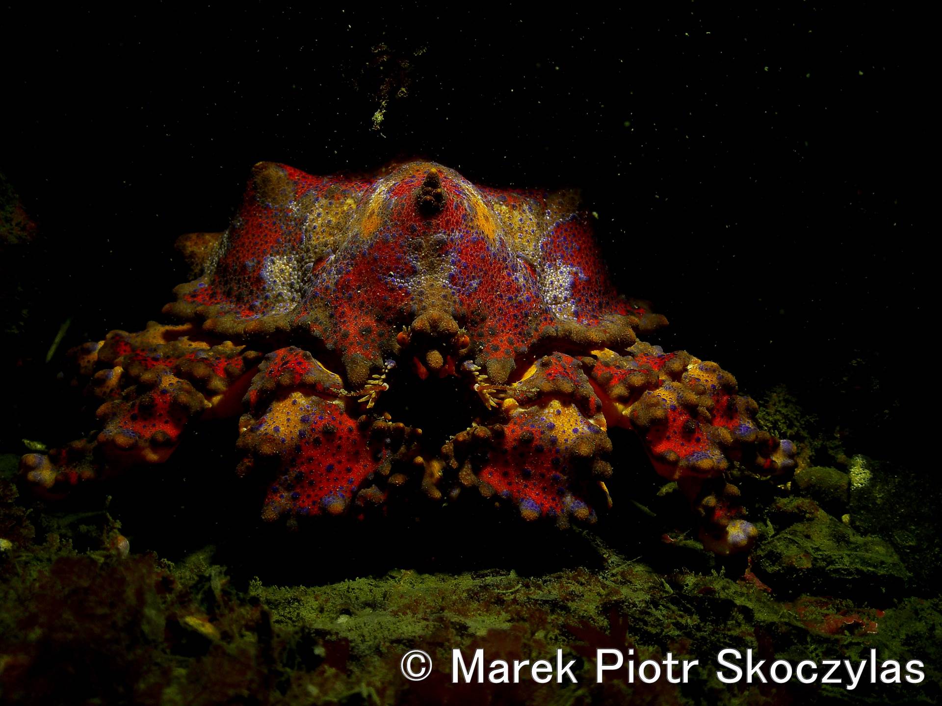 I recently started publishing on-line my over 44 thousand picture database of Puget Sound Critters organized by Species.
The work has just begun. Flatfish & Rockfish part is completed plus some selected critters like Pacific Spiny Lumpsuckers (Little Cuties) and Puget Sound King Crabs.
This work will continue at least for 1 year. Estimated completion Q1 2017.
Here is the site:
https://mareksk.smugmug.com/