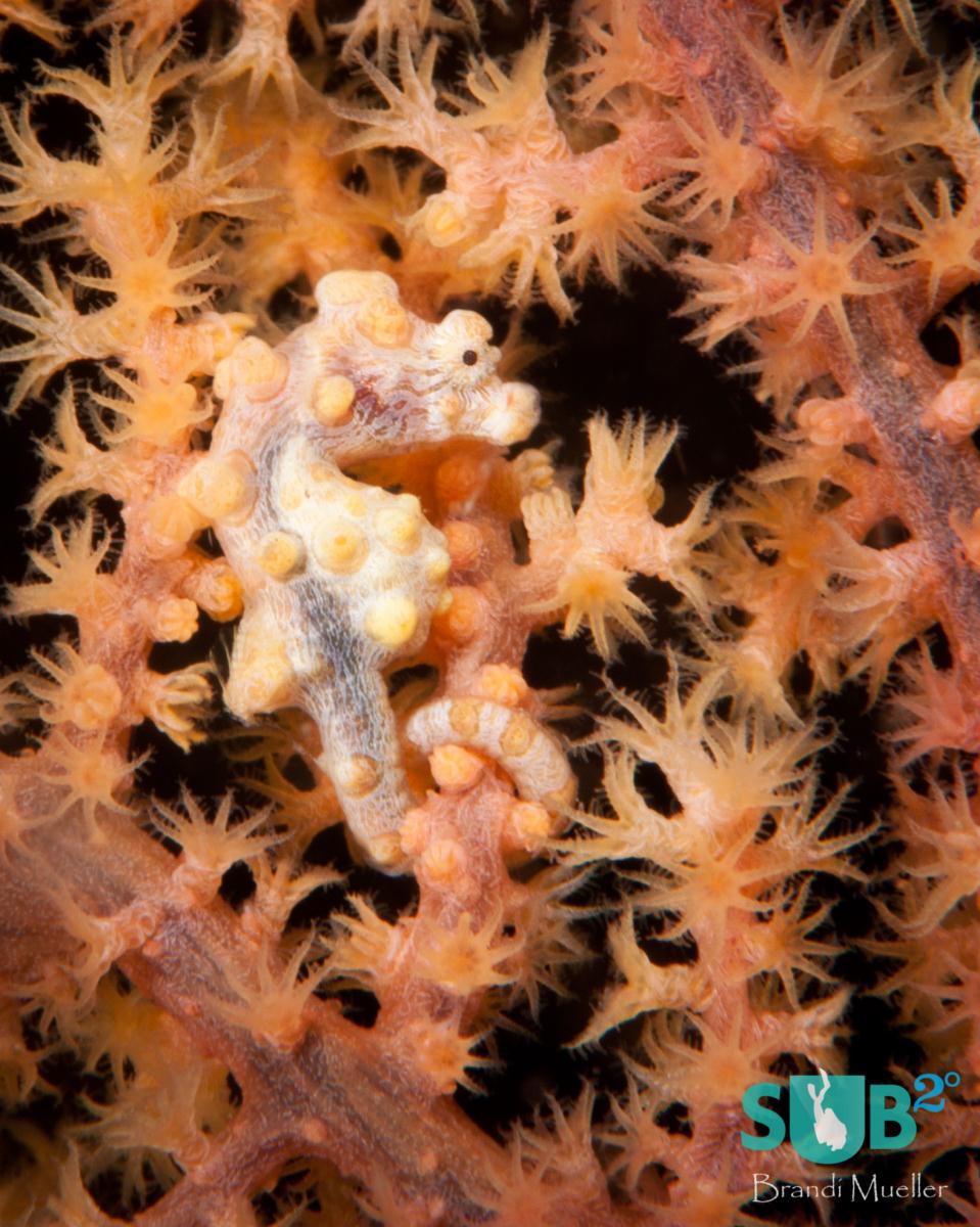 The tiniest of seahorses, the adorable pygmy seahorses can be found (with a good eye) on gorgonian corals.  This one was spotted in Lembeh, Indonesia.