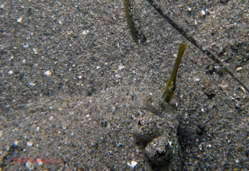 Q: What does a Flounder eat? A: Pipefish!