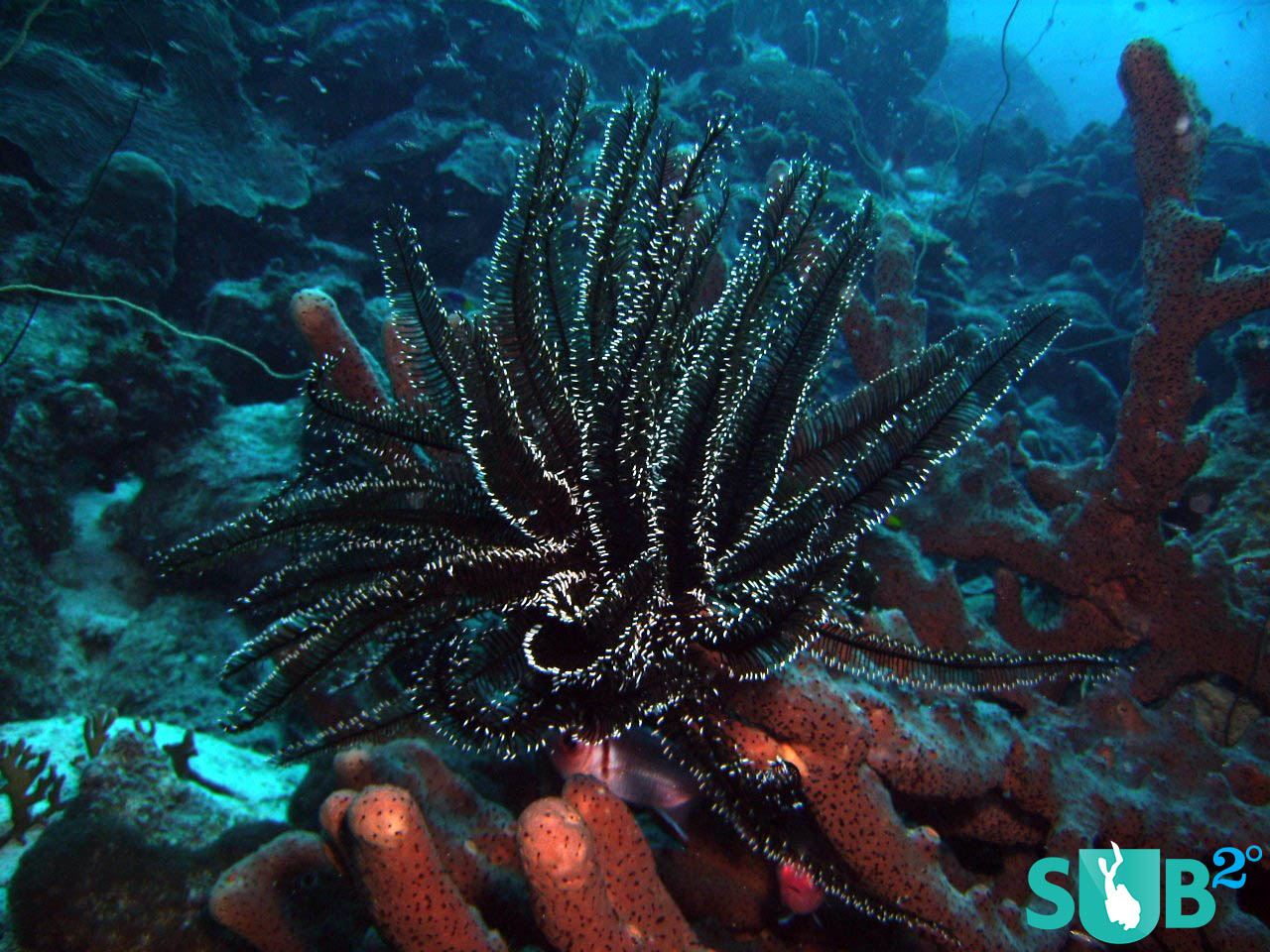This Island has rare black coral that is found nowhere else in this region, making it a unique diving spot. 