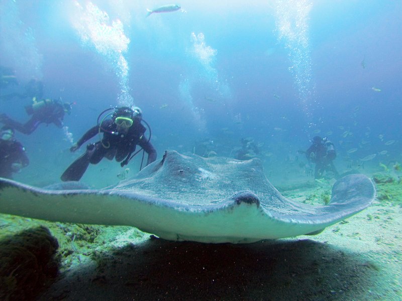 Diving with rays