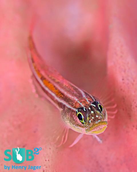 Red Goby on Red Sponge