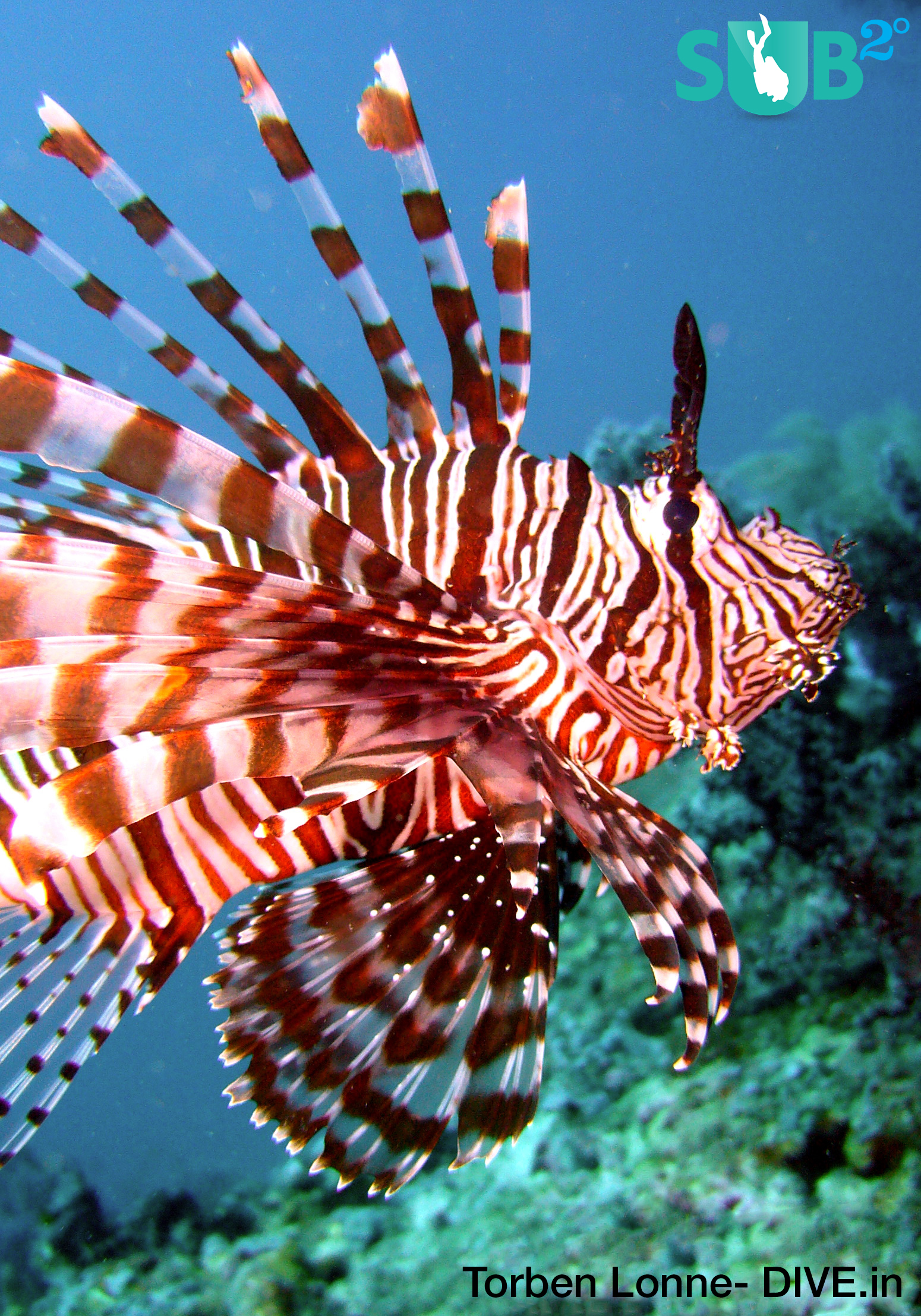 The red lionfish (Pterois volitans), one of the several species of lionfish, is considered to be the most common and the most famous representative of lionfish.