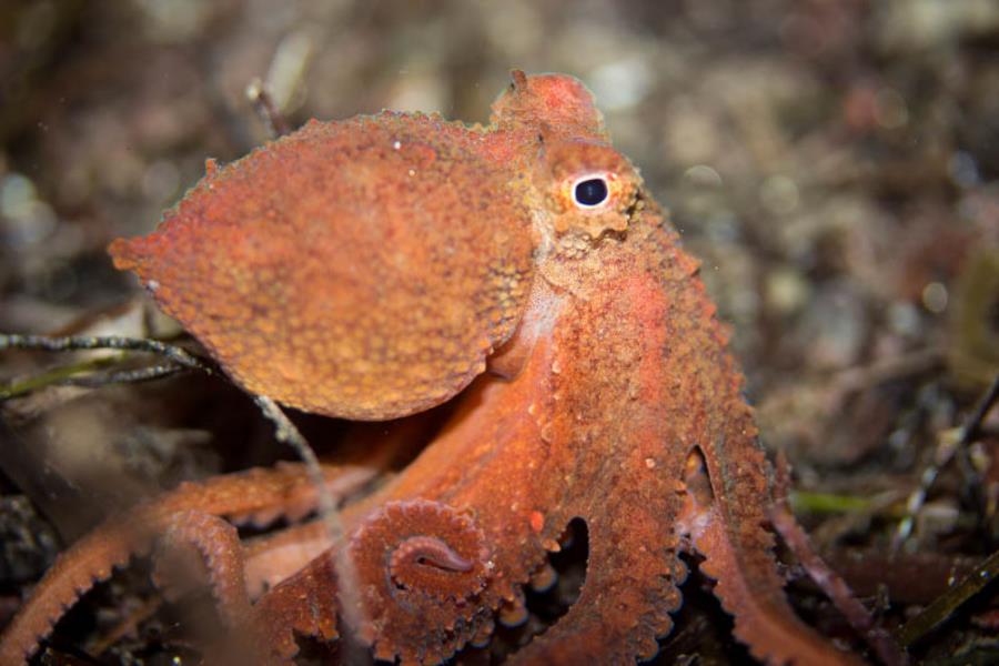 Red Octopus on the hunt