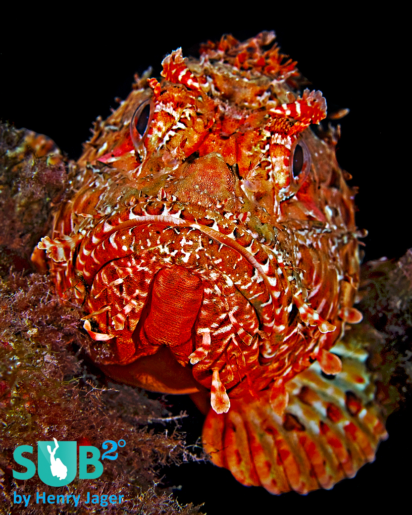 The red scorpionfish (Scorpaena scrofa) is common in the Mediterranean Sea around Minorca. This one lives in the south, at Cap d'en Font.