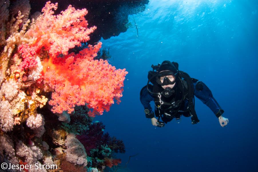 Red Sea Soft Corals of a Dream