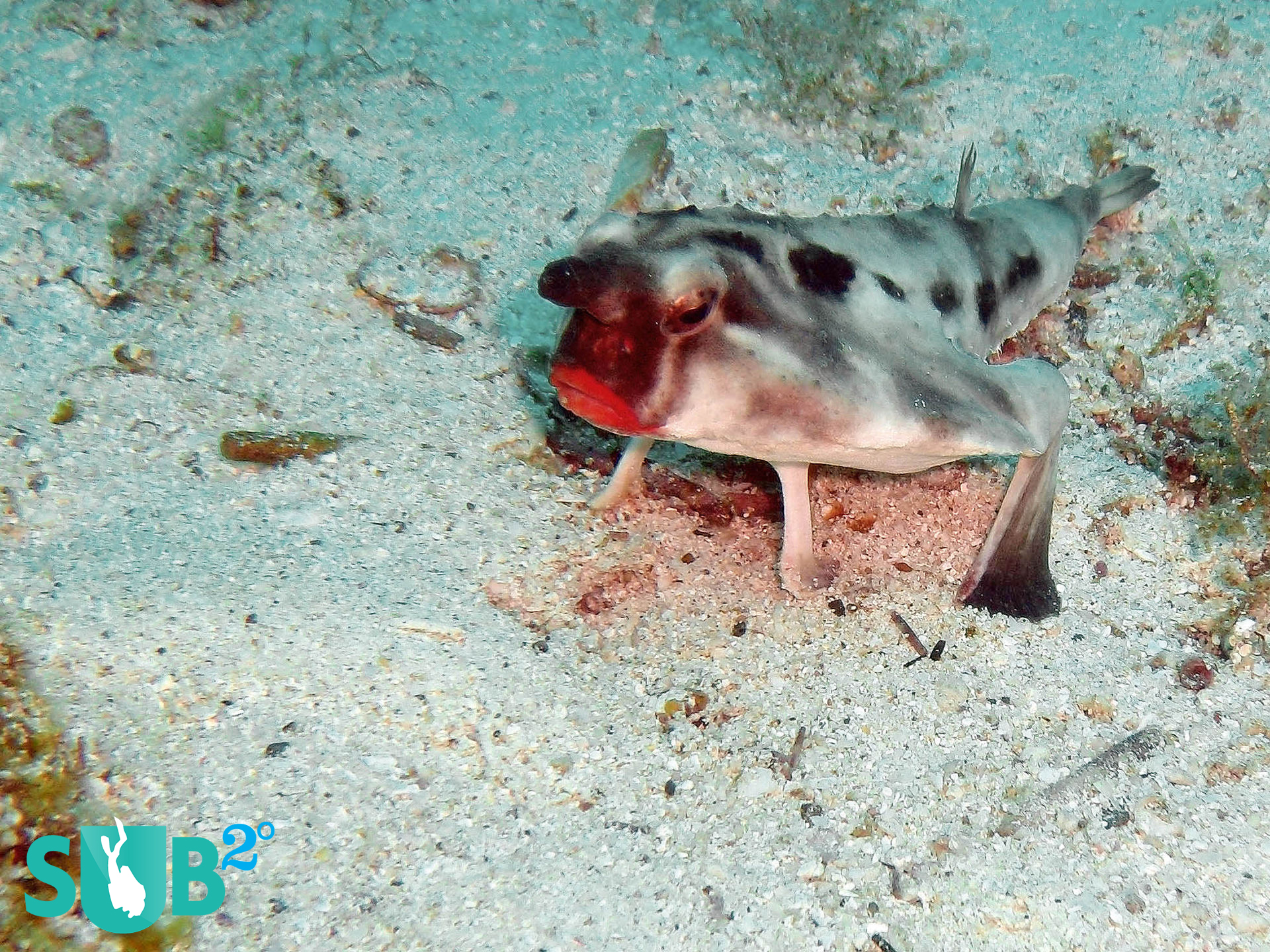 The red-lipped batfish (Ogcocephalus darwini) has to be one of the most bizarre fish a diver can hope to see. With eyes on the ends of short stalks and mouth the color of freshly applied lipstick, this fish has a truly alien physique.