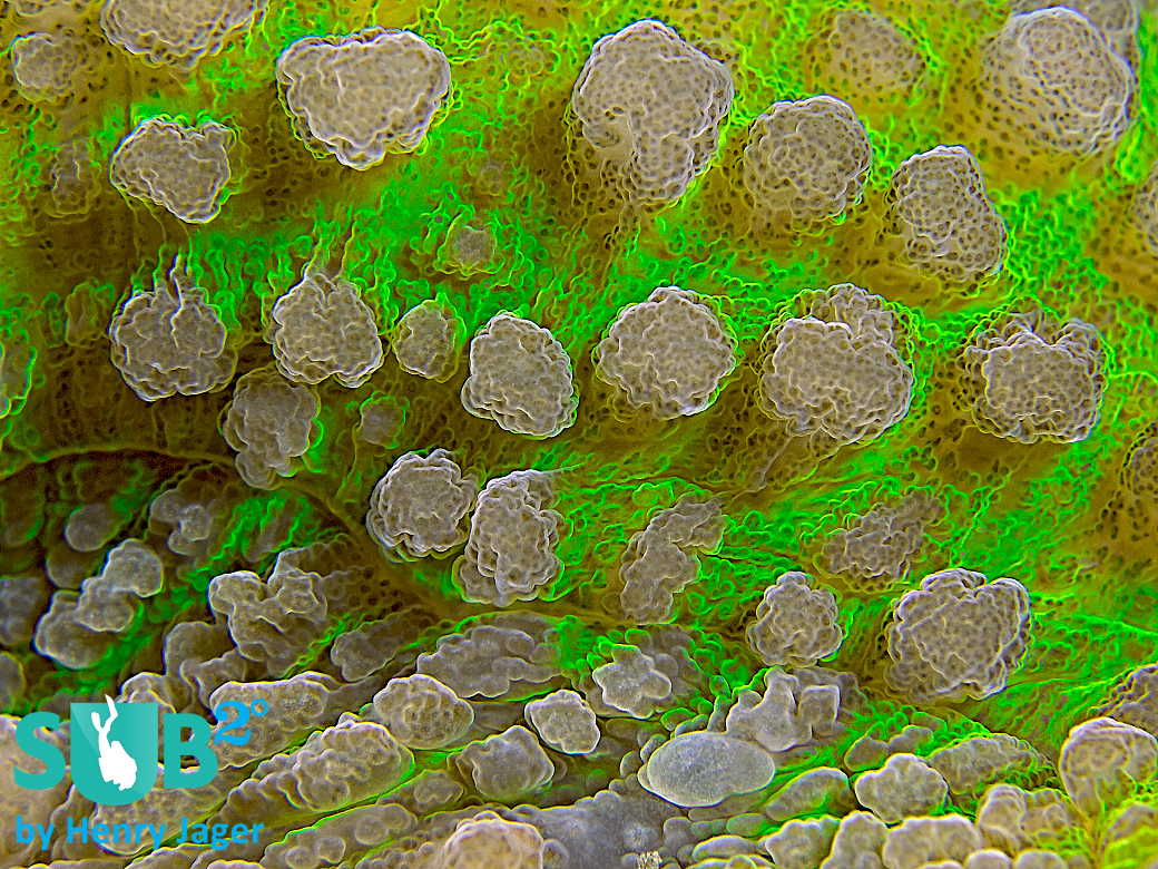 Not many people have seen how certain surfaces of corals look like. Colours and structures are the main elements of Reef-Art photography.