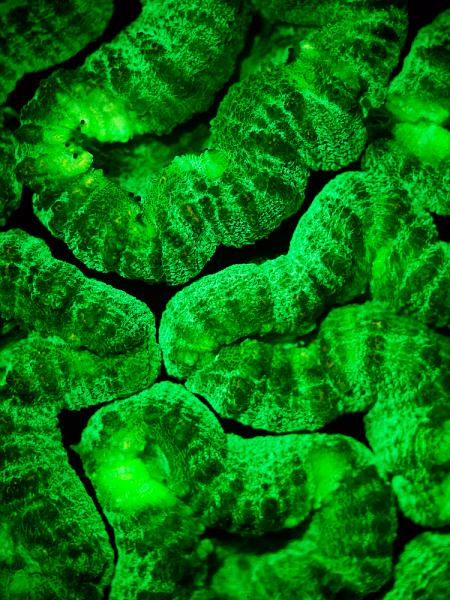 Reef Art - Underwater Fluorescence