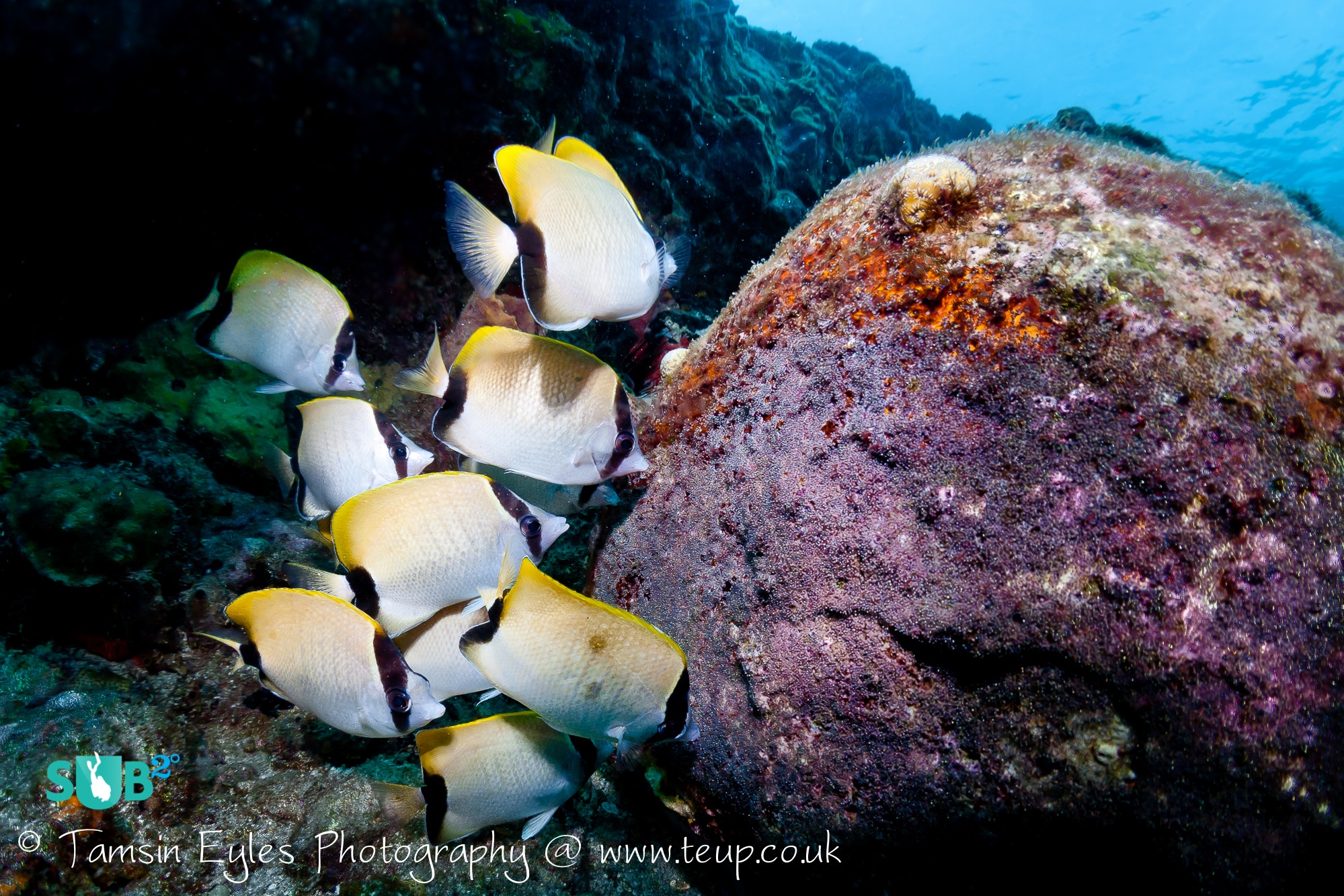 These feisty reef butterflyfish were caught eating the sergeant major's purple eggs. Photo courtesy of Tamsin Eyles.