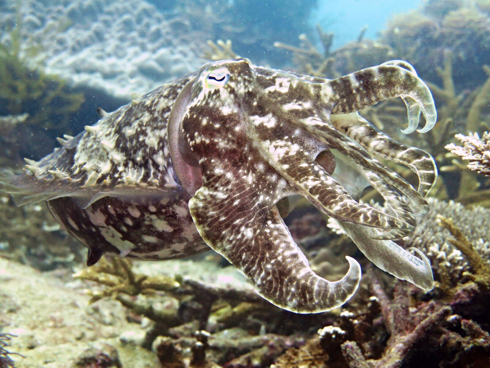 Reef Cuttlefish