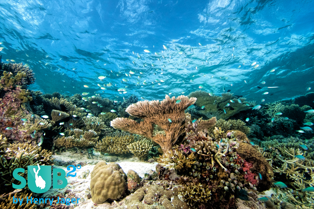 With a protected location in the inner areas of the atoll, Seenu Giri still has a pristine reef top and clear waters.